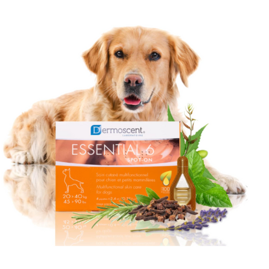 Dermoscent Essential 6-Spot-On for dogs 20-40Kg 4X2.4 ml